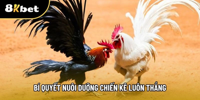 Cách nuôi và rèn luyện cho chiến kê