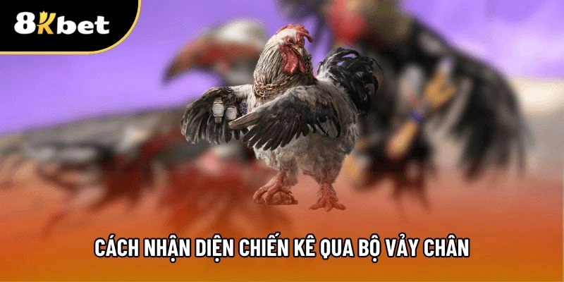Bộ vảy chân giúp nhận diện loại chiến kê