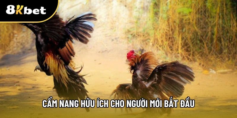 Chiến thuật chơi gà đòn chơ người mới