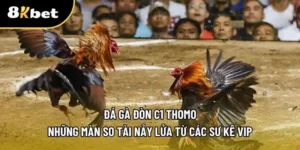 Đá gà đòn c1 thomo tại nhà cái 8KBET