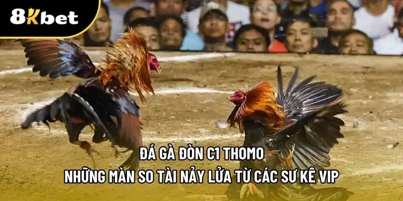 Đá gà đòn c1 thomo tại nhà cái 8KBET
