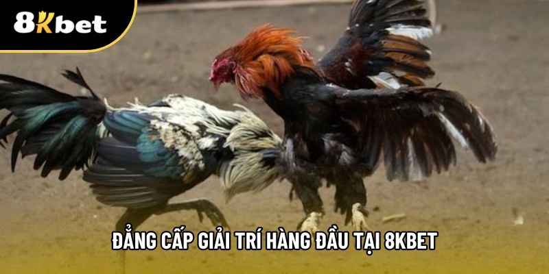 8KBET là sàn đấu đá gà trực tuyến hấp dẫn hàng đầu