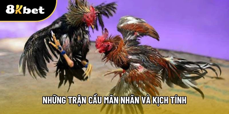 Tổng hợp những trận chiến gà đòn c1 thomo