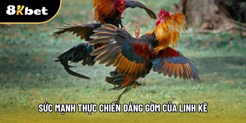 Đánh giá sức mạnh của chiến kê huyền trầm
